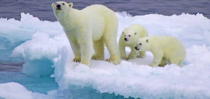 Descubren una población de osos polares que no dependen del hielo