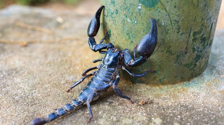 Capturan alacrán GIGANTE dentro de una casa en Yucatán Olegario Quintero