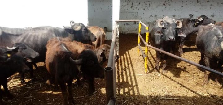 Asegura Profepa 44 búfalos por maltrato y desnutrición en Puebla