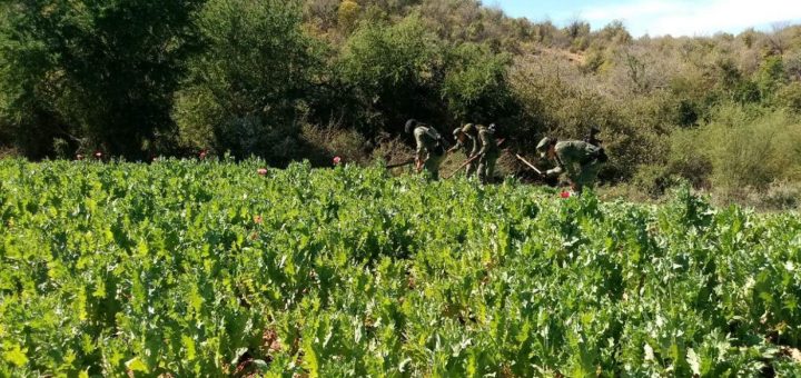 Lidera Sinaloa erradicación de plantíos de mariguana