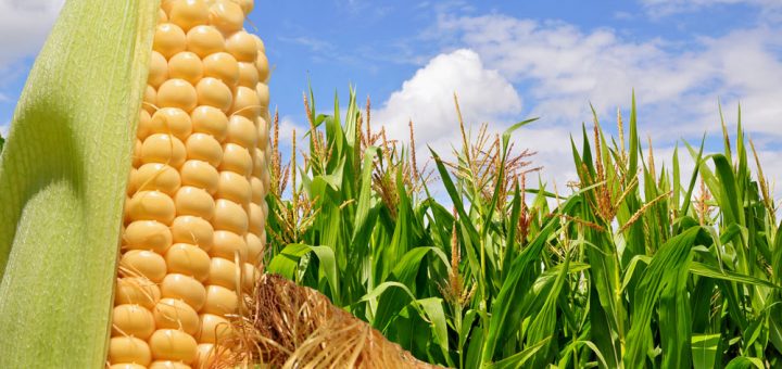 Agricultores se manifiestan por inconformidades en el precio del maíz
