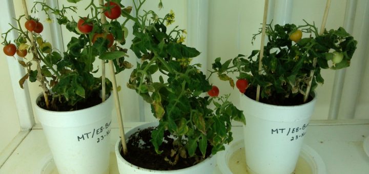 Científicos de Sinaloa crean tomate que disminuye hipertensión