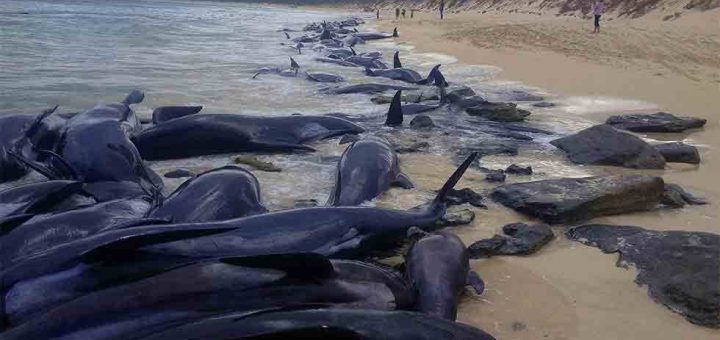 La triste imagen de más de 150 ballenas Varadas en playa