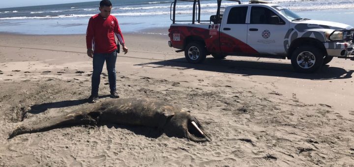 Localizan dos delfines sin vida a las orillas de la Playa El Vigía