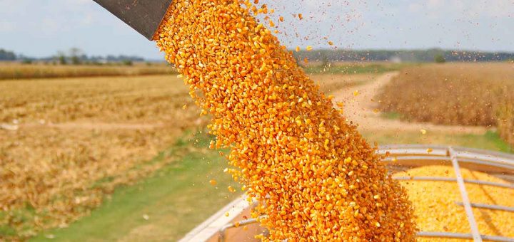 Hace SAGARPA llamado URGENTE a productores de maíz ciclo O-I 16/17 a completar sus expedientes.