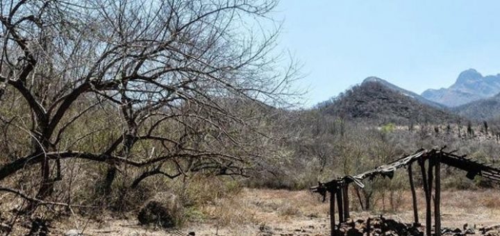 Más de 200 hectáreas arrasa incendio forestal en el municipio de Sinaloa