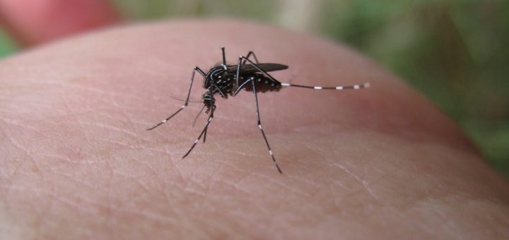 SSS en lucha constante y frontal contra el Dengue, Zika y Chikungunya