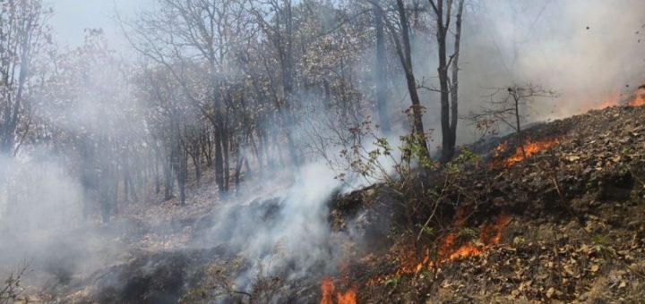 Suman 18 incendios forestales en lo que va del año en Sinaloa: Conafor