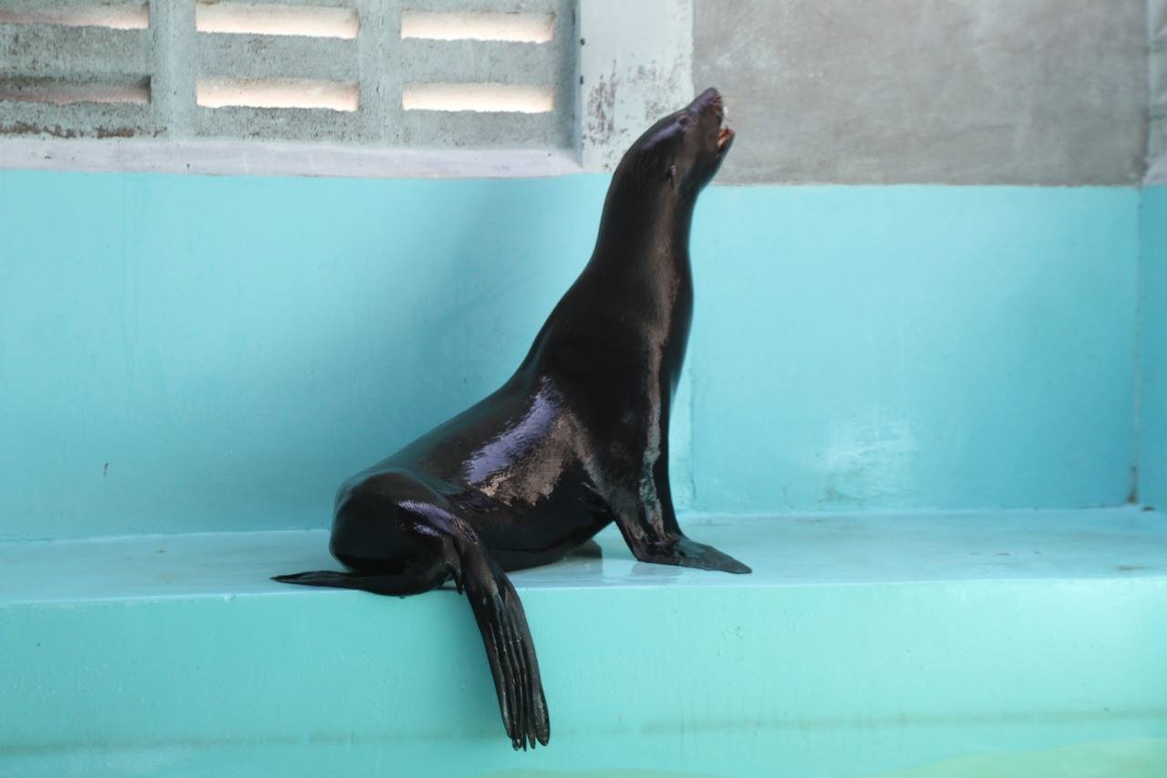 Evoluciona de manera favorable lobo marino rescatado en Mazatlán – Olegario  Quintero